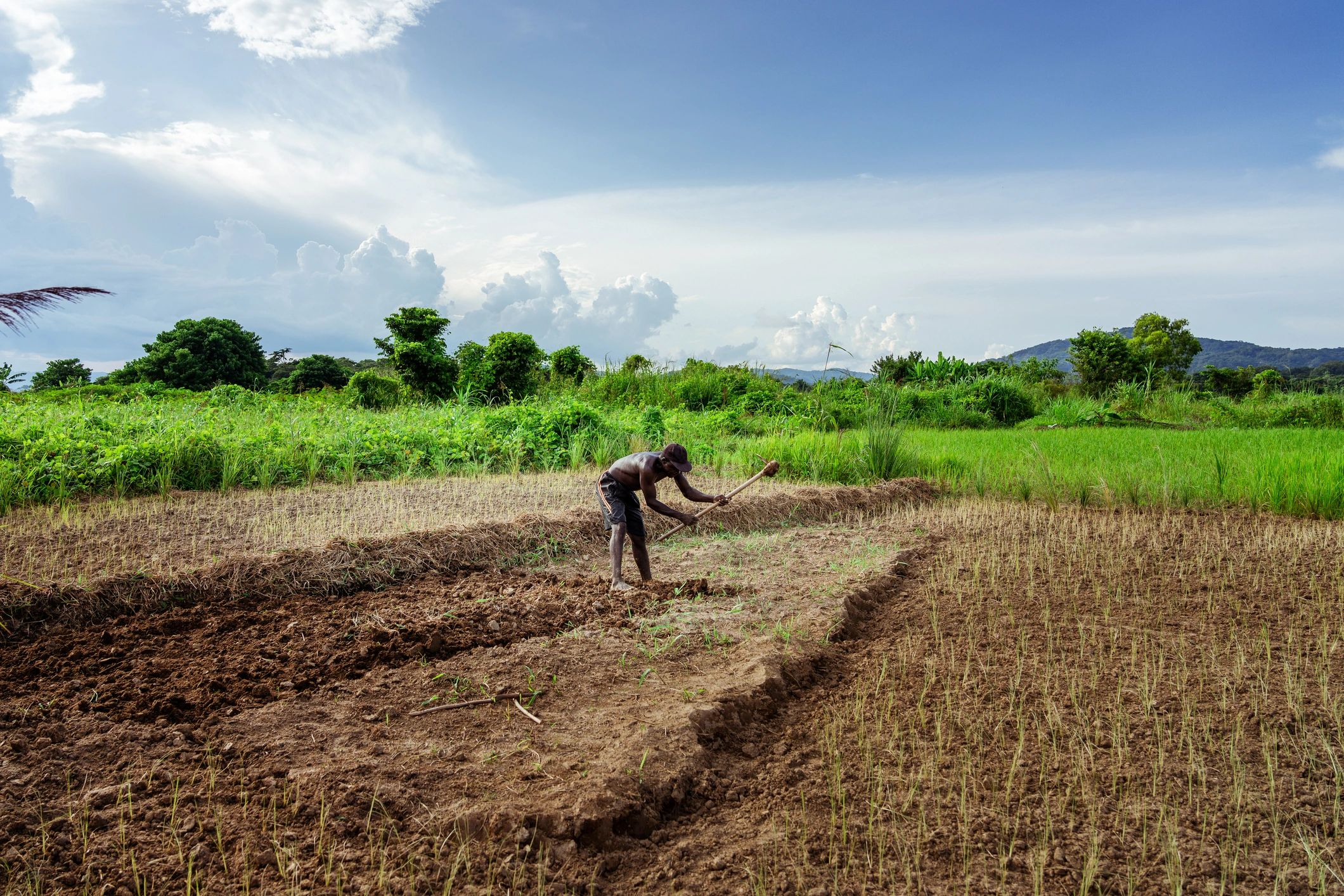 sustainable farming coconut coir