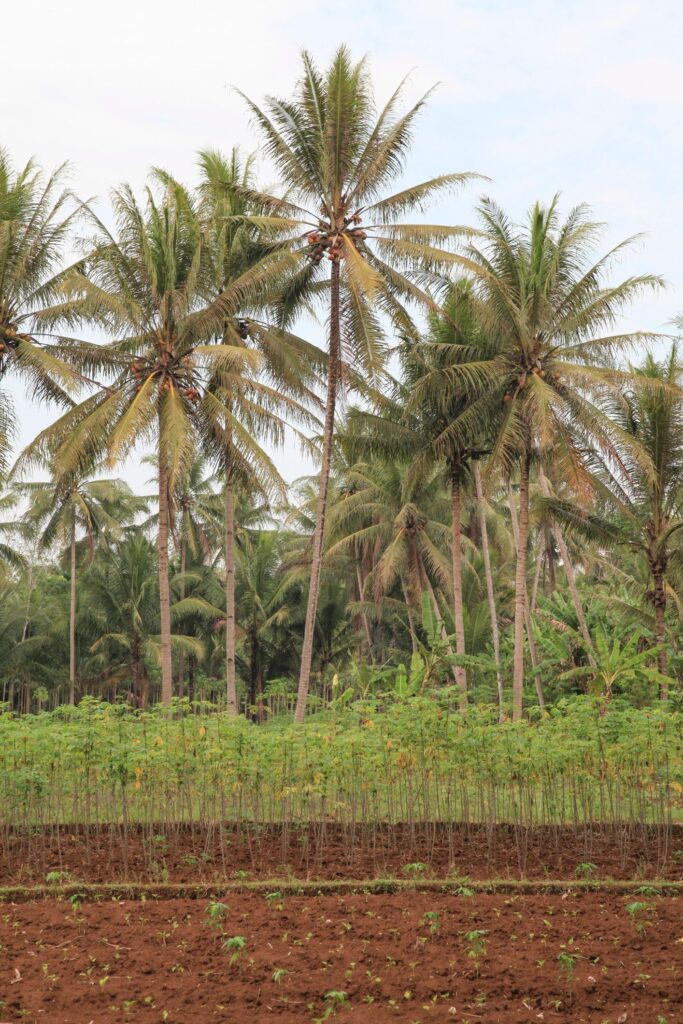 coconut coir agriculture modern