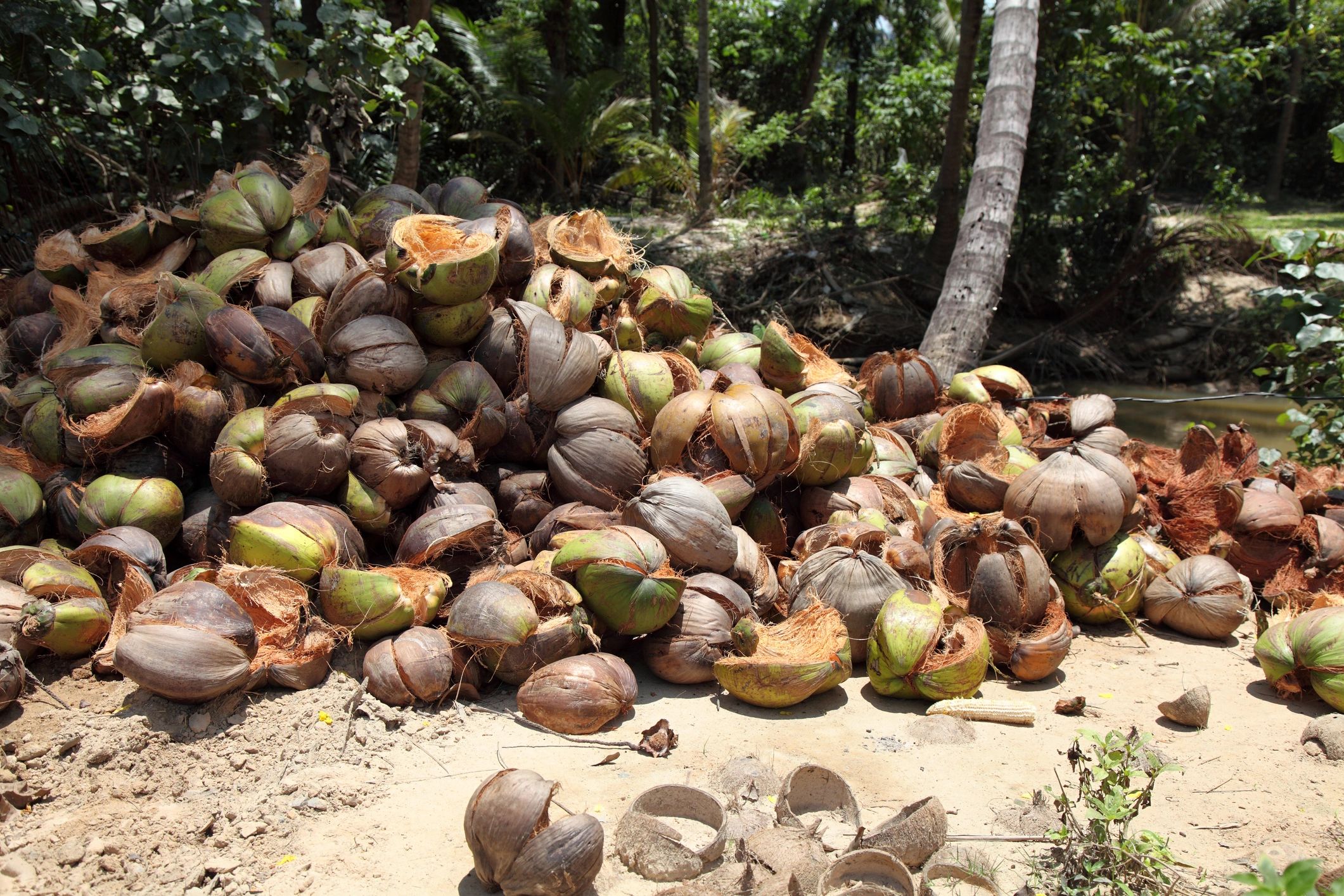 coconut husk recycling facility