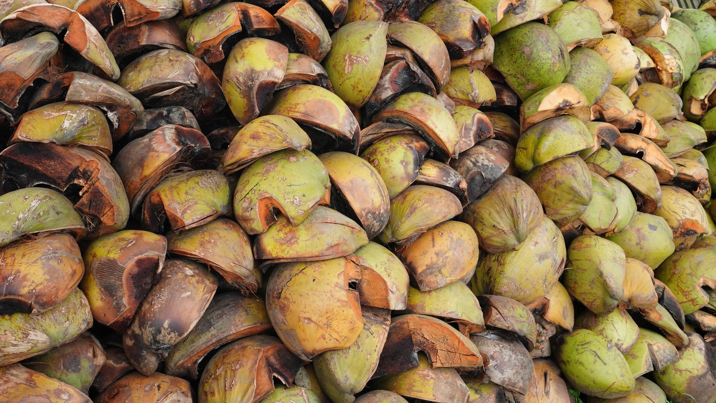 coconut husk recycling eco-friendly agriculture